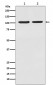 Anti-HIF-2 alpha EPAS1 Rabbit Monoclonal Antibody