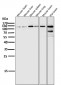 Anti-HIF-2 alpha EPAS1 Rabbit Monoclonal Antibody