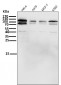 Anti-HIF-2 alpha EPAS1 Rabbit Monoclonal Antibody