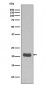 Anti-GTPase HRAS Rabbit Monoclonal Antibody