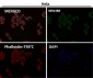 Anti-Met (c-Met) Rabbit Monoclonal Antibody