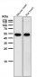 Anti-Met (c-Met) Rabbit Monoclonal Antibody