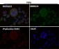 Anti-Osteopontin SPP1 Rabbit Monoclonal Antibody