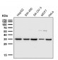 Anti-Osteopontin SPP1 Rabbit Monoclonal Antibody