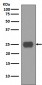 Anti-CD90 / Thy1 Rabbit Monoclonal Antibody