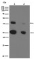Anti-Cathepsin D CTSD Rabbit Monoclonal Antibody