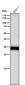 Anti-Cathepsin D CTSD Rabbit Monoclonal Antibody