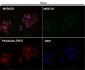 Anti-Fibrillarin FBL Rabbit Monoclonal Antibody