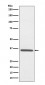 Anti-Fibrillarin FBL Rabbit Monoclonal Antibody