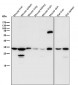 Anti-Fibrillarin FBL Rabbit Monoclonal Antibody