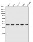 Anti-Fibrillarin FBL Rabbit Monoclonal Antibody