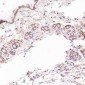 Anti-CD3 epsilon Rabbit Monoclonal Antibody