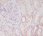 Anti-Smac/Diablo Rabbit Monoclonal Antibody