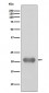 Anti-Smac/Diablo Rabbit Monoclonal Antibody