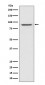 Anti-STAT1 alpha Rabbit Monoclonal Antibody