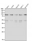 Anti-STAT1 alpha Rabbit Monoclonal Antibody