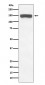 Anti-Collagen VI COL6A1 Rabbit Monoclonal Antibody