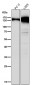 Anti-Collagen VI COL6A1 Rabbit Monoclonal Antibody