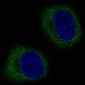 Anti-Mitofusin 2 MFN2 Rabbit Monoclonal Antibody