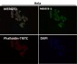 Anti-CEA (CD66e) CEACAM5 Rabbit Monoclonal Antibody