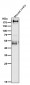 Anti-PDGFR alpha Rabbit Monoclonal Antibody