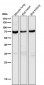 Anti-Perilipin A PLIN1 Rabbit Monoclonal Antibody