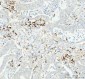 Anti-Cathepsin B CTSB Rabbit Monoclonal Antibody