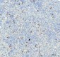 Anti-Cathepsin B CTSB Rabbit Monoclonal Antibody