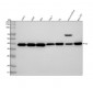 Anti-Apg3 (Atg3) Rabbit Monoclonal Antibody