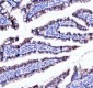 Anti-beta Catenin CTNNB1 Rabbit Monoclonal Antibody