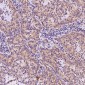 Anti-AMPK alpha 1 PRKAA1 Rabbit Monoclonal Antibody