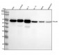 Anti-AMPK alpha 1 PRKAA1 Rabbit Monoclonal Antibody