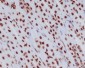 Anti-Histone H3.3 H3F3A Rabbit Monoclonal Antibody