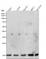 Anti-Histone H3.3 H3F3A Rabbit Monoclonal Antibody