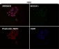 Anti-Cytochrome C CYCS Rabbit Monoclonal Antibody