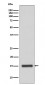 Anti-Cytochrome C CYCS Rabbit Monoclonal Antibody