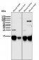 Anti-Cytochrome C CYCS Rabbit Monoclonal Antibody