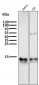 Anti-Cytochrome C CYCS Rabbit Monoclonal Antibody