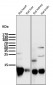 Anti-Cytochrome C CYCS Rabbit Monoclonal Antibody