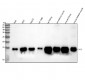 Anti-Cytochrome C CYCS Rabbit Monoclonal Antibody