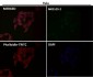 Anti-Cytochrome C CYCS Rabbit Monoclonal Antibody