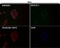 Anti-Cytochrome C CYCS Rabbit Monoclonal Antibody