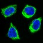 Anti-Cytochrome C CYCS Rabbit Monoclonal Antibody