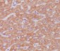 Anti-Cytochrome C CYCS Rabbit Monoclonal Antibody