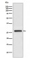 Anti-14-3-3 gamma YWHAG Rabbit Monoclonal Antibody