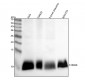 Anti-S100 alpha 6 S100A6 Rabbit Monoclonal Antibody