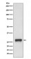 Anti-MHC Class II HLA-DPB1 Rabbit Monoclonal Antibody