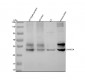 Anti-CaMKII alpha CAMK2A Rabbit Monoclonal Antibody