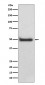 Anti-CaMKII delta CAMK2D Rabbit Monoclonal Antibody