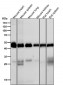 Anti-CaMKII delta CAMK2D Rabbit Monoclonal Antibody